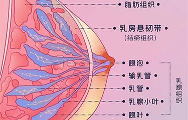 懸韌帶修復儀如何修復胸部懸韌帶？搭配按摩手法效果更好？